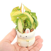 チャーム （観葉植物）おまかせミニ観葉　リトルラビット　鉢色おまかせ（１鉢）セラミス 346766（直送品）