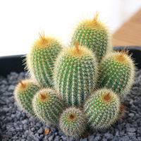 チャーム （観葉植物）サボテン　金晃丸　群生　陶器鉢植え　マットブラック塗装鉢（１鉢）　受け皿付き　溶岩砂 346814（直送品）