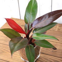 チャーム （観葉植物）フィロデンドロン　９φサイズ　レカトン植え　ハイドロカルチャー（１個） 346815（直送品）