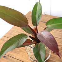 チャーム （観葉植物）フィロデンドロン　９φサイズ　ゼオライト植え　ハイドロカルチャー（１個） 346819（直送品）