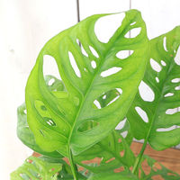 チャーム （観葉植物）マドカズラ　９φサイズ　レカトン植え　ハイドロカルチャー（１個） 346816（直送品）