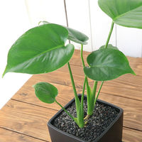 チャーム （観葉植物）モンステラ　陶器鉢植え　マットブラック塗装鉢（１鉢）　受け皿付き　溶岩砂 346945（直送品）