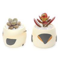 チャーム （観葉植物）おまかせプチ多肉　リトルアニマル　シマエナガ（１鉢）　固まる砂 347147（直送品）