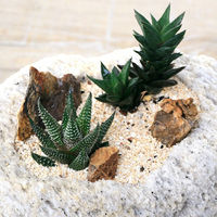 チャーム （観葉植物）おまかせハオルチア　自生地風レイアウト　抗火石鉢（１鉢）　受け皿付き　サンゴ砂　木化石　寄せ植え 347557（直送品）