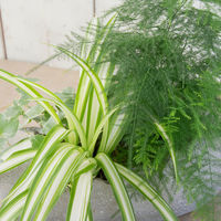 チャーム （観葉植物）観葉３種寄せ植え　オリヅルラン＆アスパラ＆ヘデラ　ボトルプランター（１鉢） 348513（直送品）