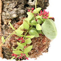 チャーム （観葉植物）バージンコルクプランツ　ディスキディア　カンガルーポケット（１個） 361431（直送品）