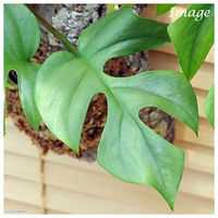 チャーム （観葉植物）バージンコルクプランツ　ヒメモンステラ（１個） 361430（直送品）