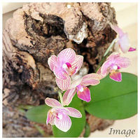 チャーム （観葉植物）バージンコルクプランツ　マイクロコチョウラン　花色おまかせ（１個） 361678（直送品）