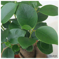 チャーム （観葉植物）ガジュマル　陶器鉢植え　ダイスＭ白（１鉢）　受皿付　セラミス 361859（直送品）