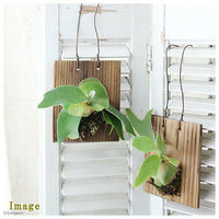 チャーム （観葉植物）コウモリラン　ビカクシダ　焼杉板　壁掛仕立て（１個） 361713（直送品）