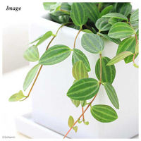 チャーム （観葉植物）ペペロミア　アングラータ　陶器鉢植え　ニューダイスＭ　ＷＨ（１鉢）　受け皿付き 362926（直送品）