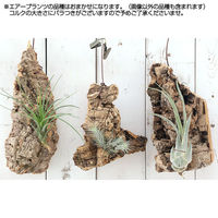 チャーム （観葉植物）バージンコルクプランツ　おまかせエアープランツ（１個） 364433（直送品）