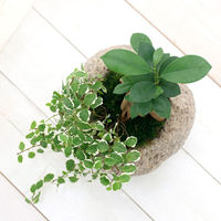 チャーム （観葉植物）苔盆栽　ガジュマル＆プミラ　抗火石鉢植え　Ｍサイズ（１鉢）苔 364991（直送品）