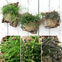 チャーム （観葉植物）バージンコルクプランツ　リプサリス　品種おまかせ　Ｓサイズ（１個） 365159（直送品）