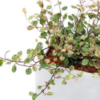 チャーム （観葉植物）ワイヤープランツ　スポットライト　陶器鉢植え　ダイスＭ白（１鉢）　受皿付　セラミス 366393（直送品）