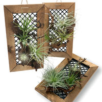 チャーム （観葉植物）ハンギングボード　流木仕立て　コットンキャンディ＆おまかせエアープランツ３種（１個） 366754（直送品）