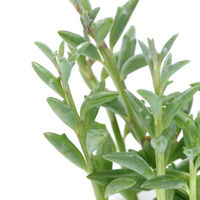 チャーム （観葉植物）ドルフィンネックレス　ダルディンポット　Ｓサイズ（１鉢）　受け皿付き 367855（直送品）