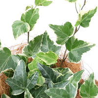 チャーム （観葉植物）ヘデラ（アイビー）　品種おまかせ　ガーデンベイビィベア（１セット） 367858（直送品）