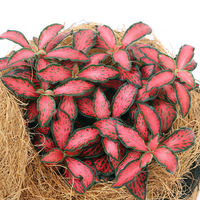 チャーム （観葉植物）フィットニア　レッド　ガーデンベイビィベア（１セット） 367859（直送品）