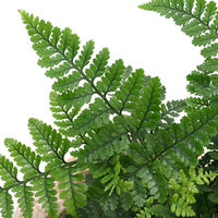 チャーム （観葉植物）苔盆栽　トキワシノブ　抗火石鉢植え　Ｍサイズ（１鉢）苔 368348（直送品）