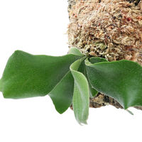 チャーム （観葉植物）バージンコルクプランツ　コウモリラン　Ｓサイズ（１個） 368351（直送品）