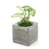 チャーム （観葉植物）おまかせ観葉２種ミックス　陶器鉢植え　クールポットＳ（１鉢）苔 368450（直送品）