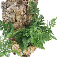 チャーム （観葉植物）バージンコルクプランツ　トキワシノブ（１個） 368501（直送品）