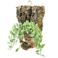 チャーム （観葉植物）バージンコルクプランツ　ディスキディア　エメラルド（１個） 368500（直送品）