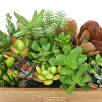 チャーム （観葉植物）多肉寄せ植え　ウッドプランター　鉢色おまかせ（１鉢） 368661（直送品）