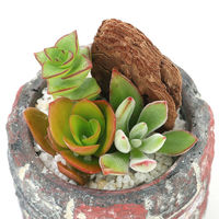 チャーム （観葉植物）多肉寄せ植え　レンガポット　茶　Ｓサイズ　（１鉢） 368665（直送品）