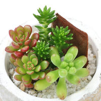 チャーム （観葉植物）多肉寄せ植え　レンガポット　白　Ｓサイズ　（１鉢） 368719（直送品）