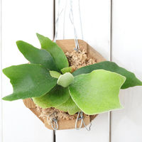 チャーム （観葉植物）コウモリラン　チーク材バスケット植え　八角形　小サイズ（１鉢） 368975（直送品）