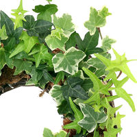 チャーム （観葉植物）ヘデラ　品種おまかせ　リースバスケット（１鉢） 369109（直送品）