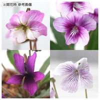 チャーム (観葉植物)おまかせスミレ 陶器鉢植え ニューダイスS WH(1鉢) 受け皿付き 439502 1鉢（直送品）