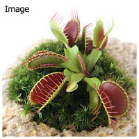 チャーム (観葉植物)苔盆栽 ハエトリソウ 抗火石鉢植え(1鉢) 473112 1鉢（直送品）