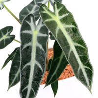 チャーム （観葉植物）アロカシア　バンビーノ　陶器鉢植え　ダイスＭ白（１鉢）　受皿付　セラミス 492898（直送品）