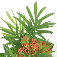 チャーム （観葉植物）テーブルヤシ　陶器鉢植え　ダイスＭ白（１鉢）　受皿付　セラミス 492902（直送品）