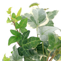 チャーム （観葉植物）ヘデラ　陶器鉢植え　ダイスＳ白（１鉢）　受皿付　セラミス 492915（直送品）