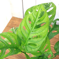 チャーム （観葉植物）マドカズラ　９φサイズ　ゼオライト植え　ハイドロカルチャー（１個） 346820（直送品）