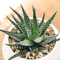 チャーム （観葉植物）シマシマゼブラ　マットボールＳ植え（１鉢）　受皿付　軽石砂 345460（直送品）