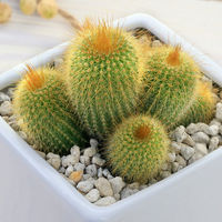 チャーム （観葉植物）エリオカクタス　金晃丸　群生　ダイスＭ白（１鉢）　受皿付　軽石砂 345344（直送品）