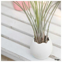 チャーム (観葉植物)癒しの風吹くたまごチビ(ティランジア・ジュンセア セット) 182914 1セット（直送品）