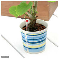 チャーム （観葉植物）おまかせハイドロ苗とウィンリー鉢　ブルー　Ｌサイズ苗（１セット） 74156（直送品）