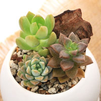 チャーム （観葉植物）多肉３種寄せ植え　マットボールＳ植え（１鉢）　受皿付　軽石砂 345462（直送品）