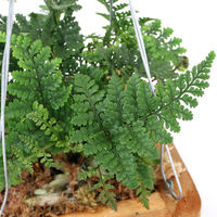 チャーム （観葉植物）トキワシノブ　チーク材バスケット植え　四角形　小サイズ（１鉢） 369108（直送品）