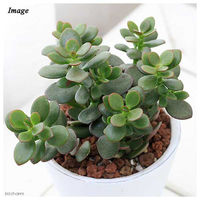 チャーム （観葉植物）金のなる木　フレグランドラウンドポットＸＳ植え（１鉢）　受皿付　セラミス 362828（直送品）