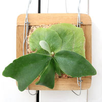 チャーム （観葉植物）コウモリラン　チーク材バスケット植え　四角形　小サイズ（１個） 368977（直送品）