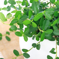 チャーム （観葉植物）フィカス　シャングリラ（つる性ガジュマル）　マットボールＭ植え（１鉢）　受皿付　軽石砂 345452（直送品）