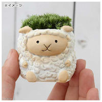 チャーム (観葉植物)苔盆栽 リトルアニマル ヒツジ 色おまかせ(1鉢) 380316 1鉢（直送品）