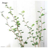 チャーム （観葉植物）メルヘンの木　ソフォラ　リトルベイビー　陶器鉢植え　ダイスＭ白（１鉢）　受皿付　白石 74816（直送品）